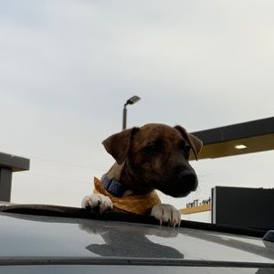 Meet your Posher, Cameron